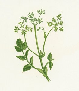 Common Wild Parsnip
